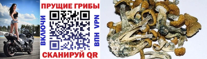 Галлюциногенные грибы Psilocybine cubensis  где купить наркоту  Курск 